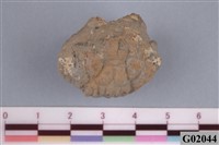 藏品(螃蟹)的圖片